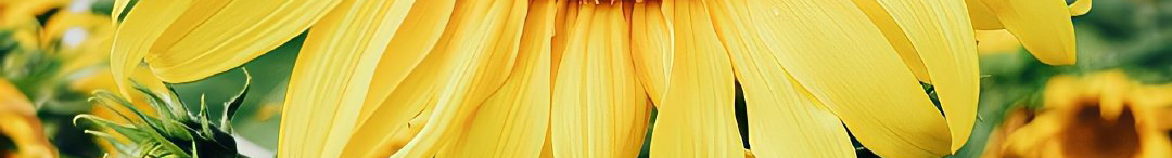 Z雅一一的个人主页（封面预览） - 主页封面设置 - 站酷设计师Z雅一一原创素材 - 站酷ZCOOL