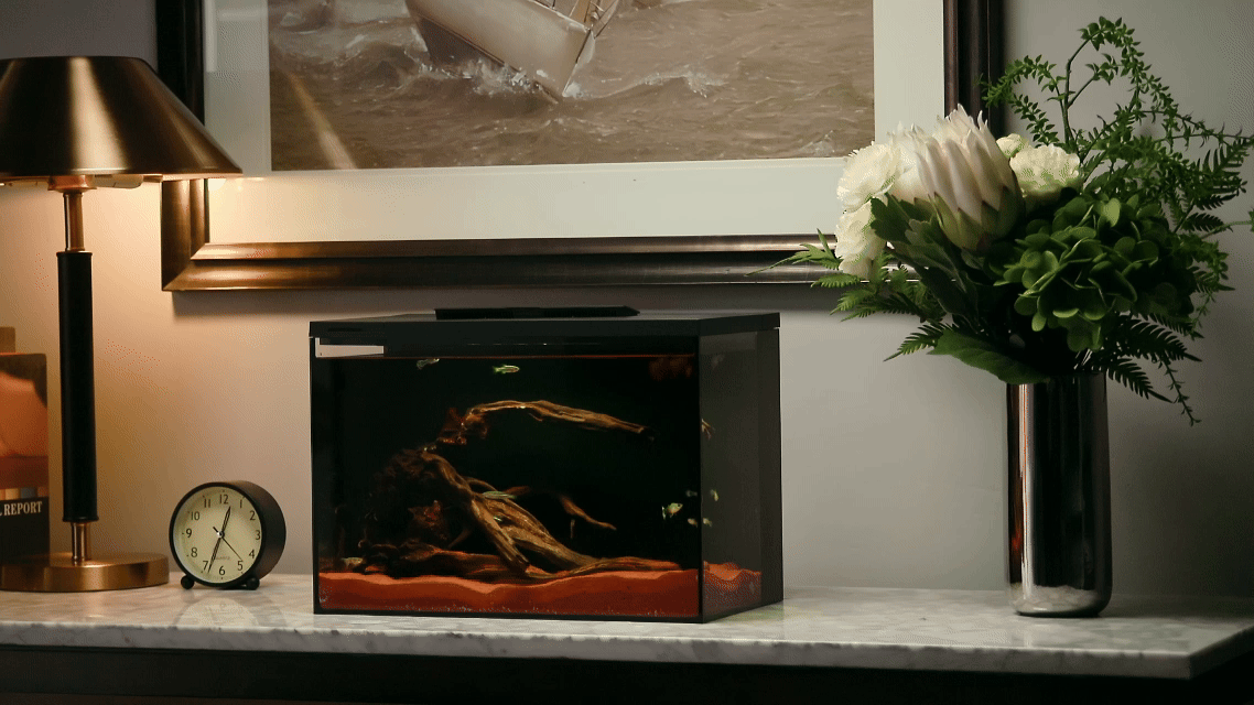 生态鱼缸/深圳东莞即刻摄影（图ZMzkxMzU2MDA4） - 其他影视 - 站酷设计师东莞即刻摄影广告原创素材 - 站酷ZCOOL