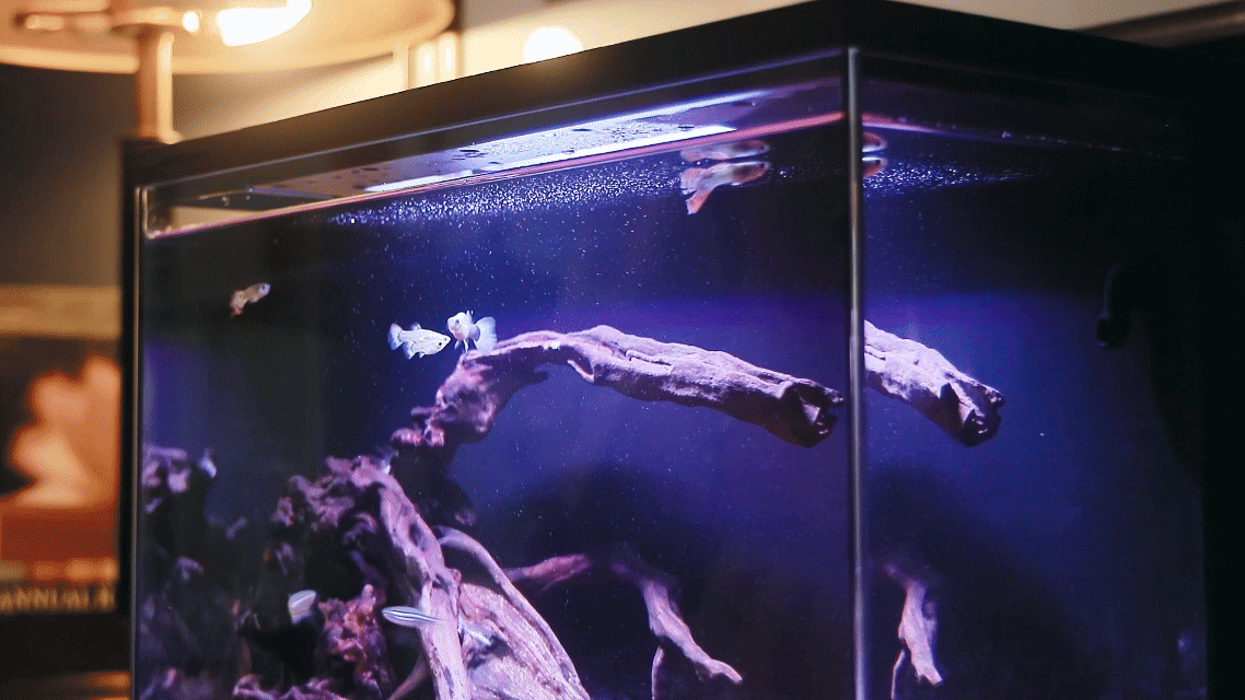 生态鱼缸/深圳东莞即刻摄影（图ZMzkxMzU2MDM2） - 其他影视 - 站酷设计师东莞即刻摄影广告原创素材 - 站酷ZCOOL