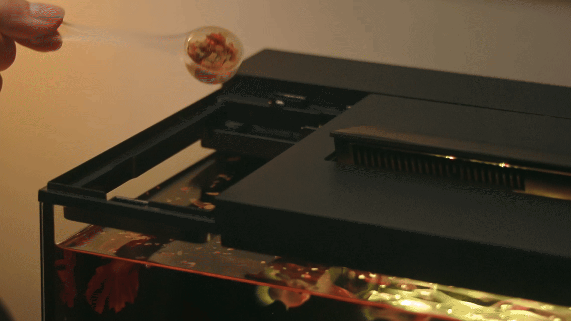 生态鱼缸/深圳东莞即刻摄影（图ZMzkxMzU2MDI4） - 其他影视 - 站酷设计师东莞即刻摄影广告原创素材 - 站酷ZCOOL