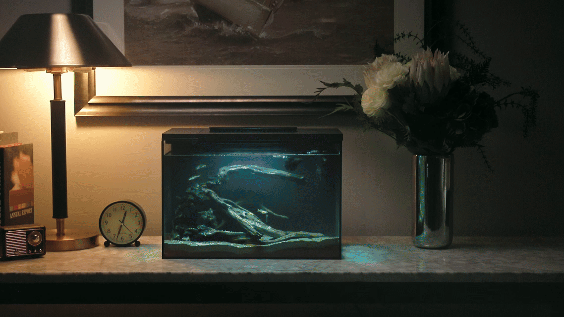 生态鱼缸/深圳东莞即刻摄影（图ZMzkxMzU2MDA0） - 其他影视 - 站酷设计师东莞即刻摄影广告原创素材 - 站酷ZCOOL