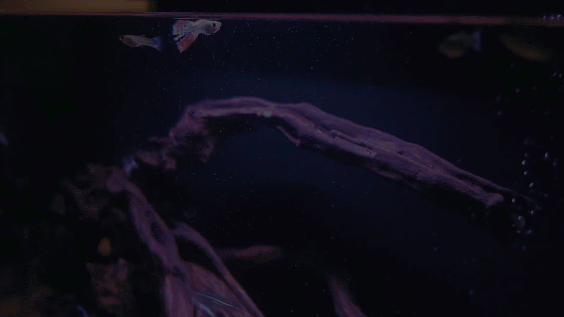 生态鱼缸/深圳东莞即刻摄影（图ZMzkxMzU2MDEy） - 其他影视 - 站酷设计师东莞即刻摄影广告原创素材 - 站酷ZCOOL