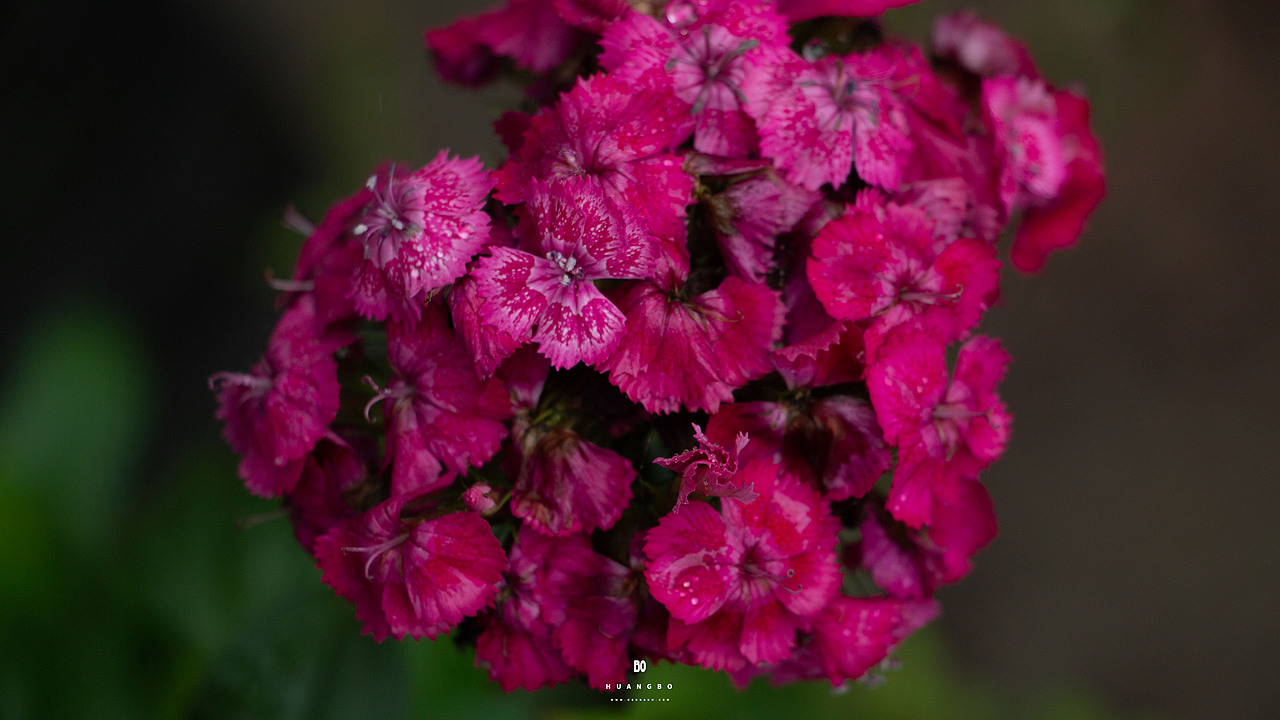 大风吹,摇摆不定。