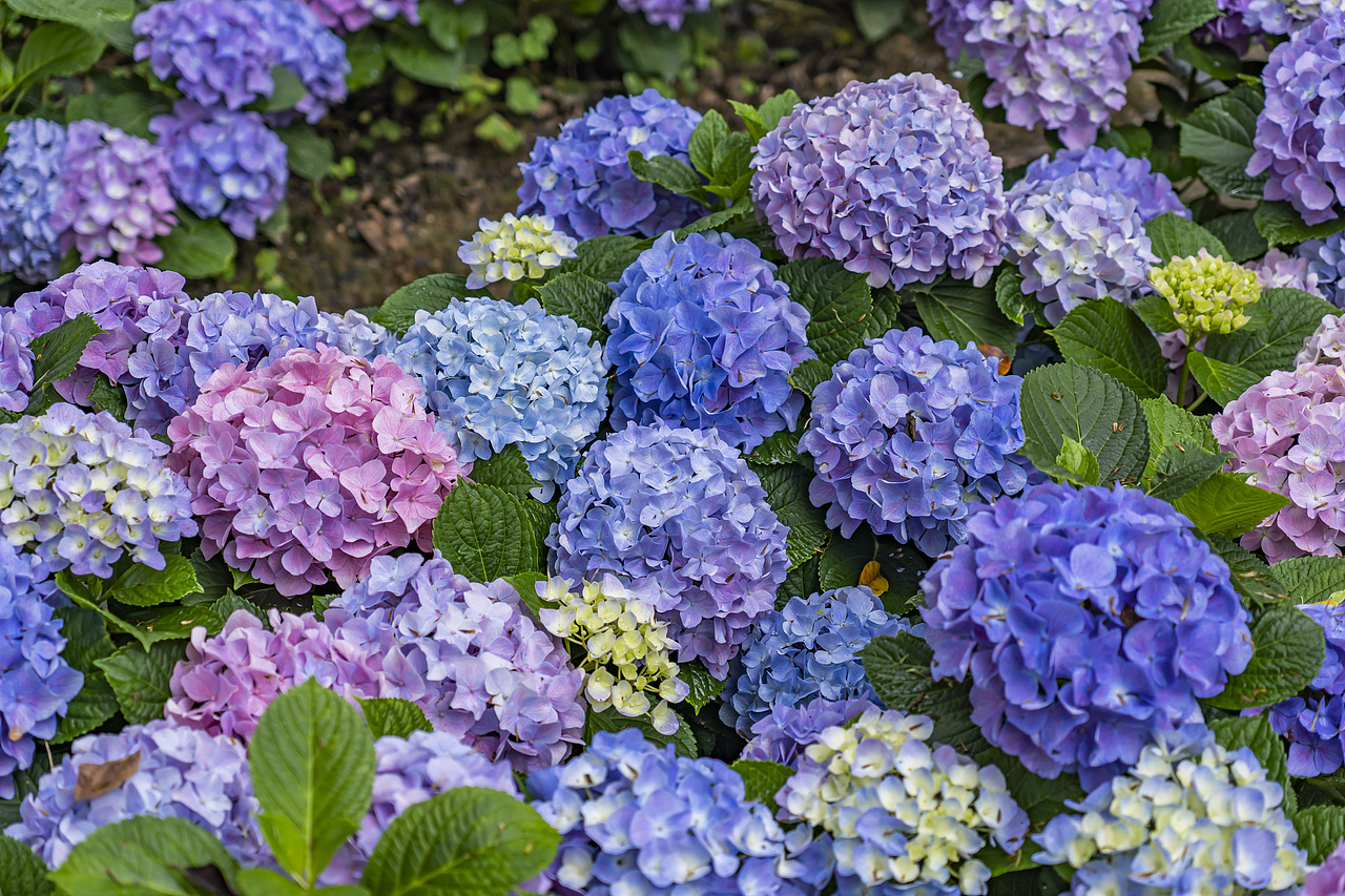 绣球花是夏天最好的文案（图ZMzkxMzkwNjA4） - 风光摄影 - 站酷设计师77_摄影原创素材 - 站酷ZCOOL