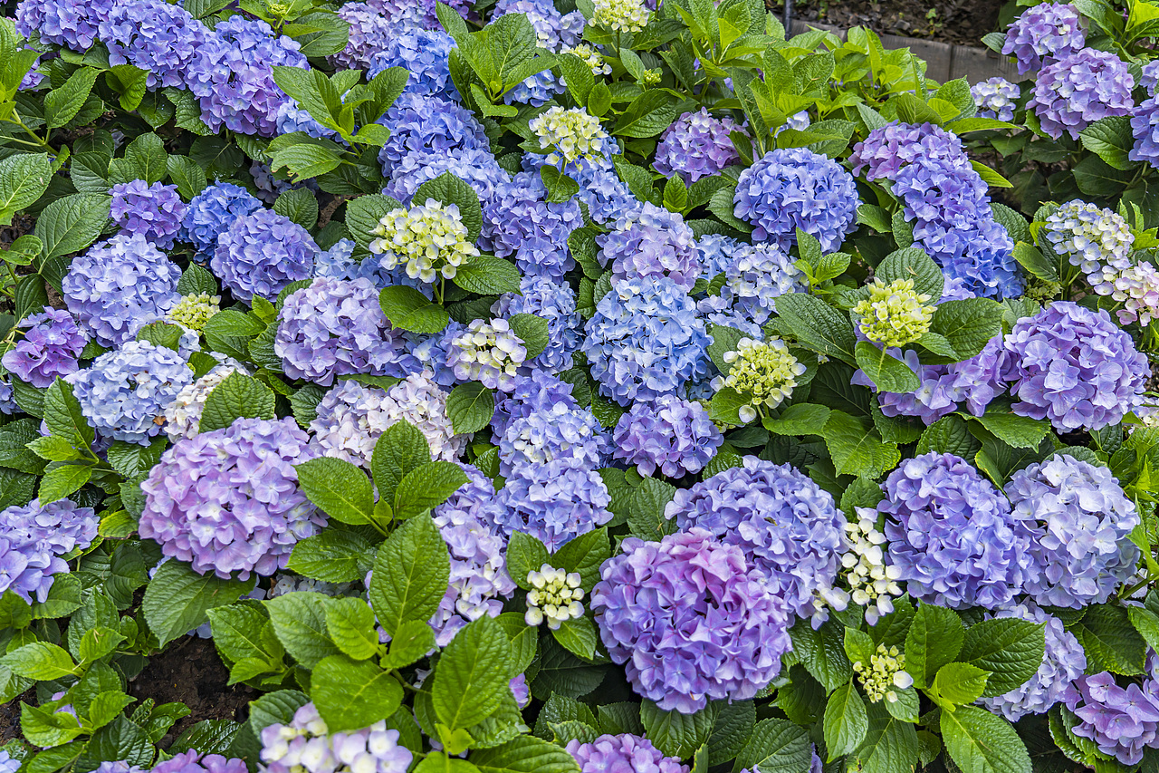 绣球花是夏天最好的文案（图ZMzkxMzkwNjEy） - 风光摄影 - 站酷设计师77_摄影原创素材 - 站酷ZCOOL