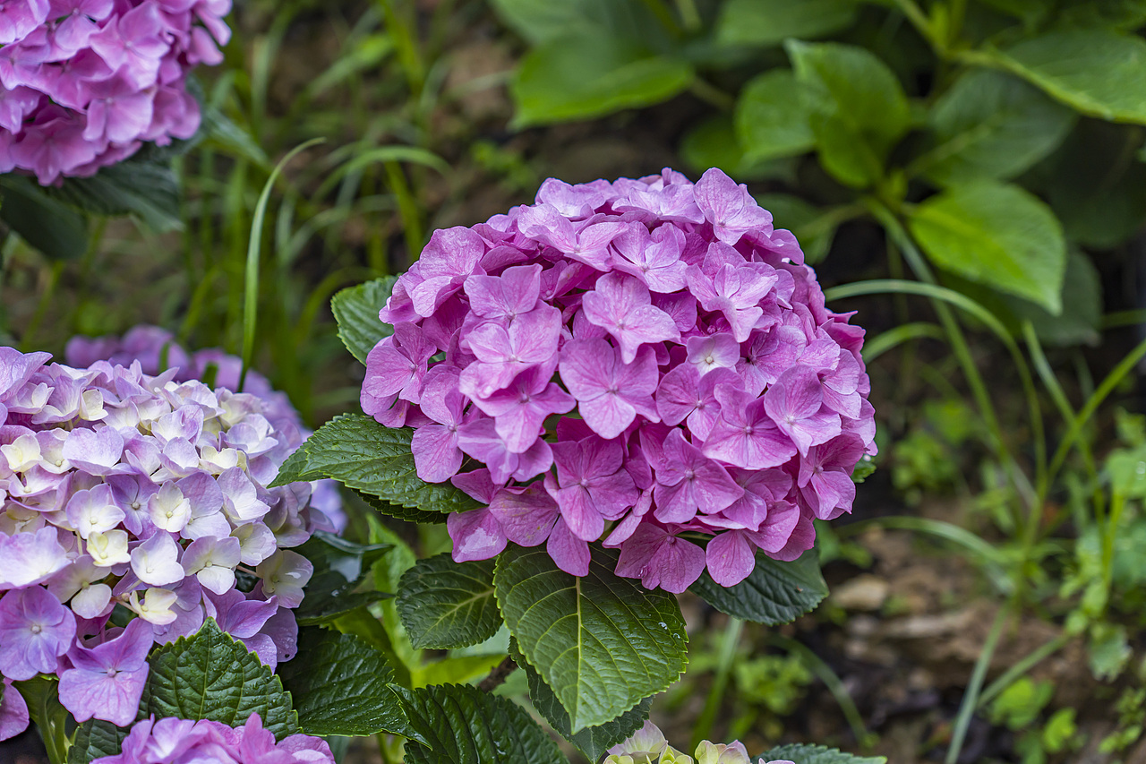 绣球花是夏天最好的文案（图ZMzkxMzkwNTY0） - 风光摄影 - 站酷设计师77_摄影原创素材 - 站酷ZCOOL