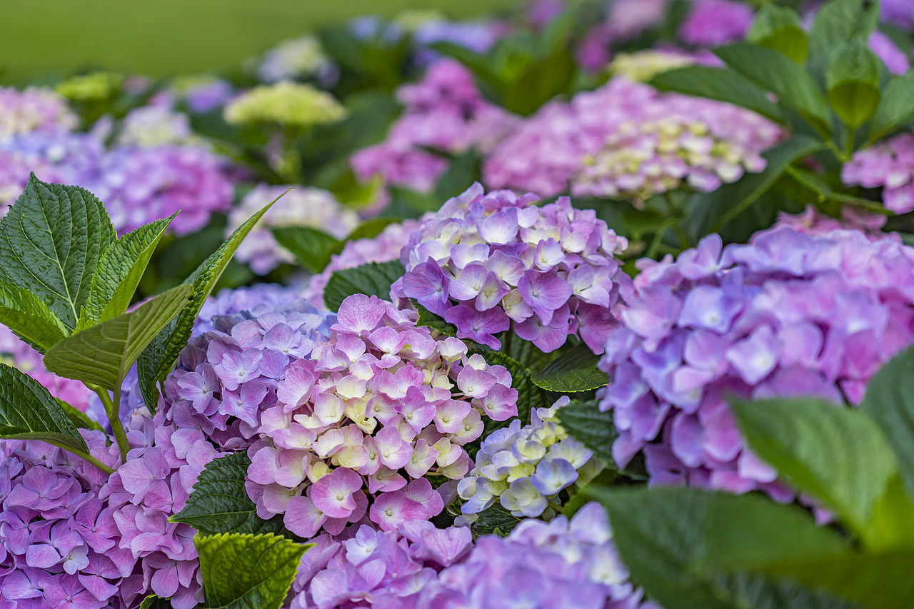 绣球花是夏天最好的文案（图ZMzkxMzkwNTYw） - 风光摄影 - 站酷设计师77_摄影原创素材 - 站酷ZCOOL