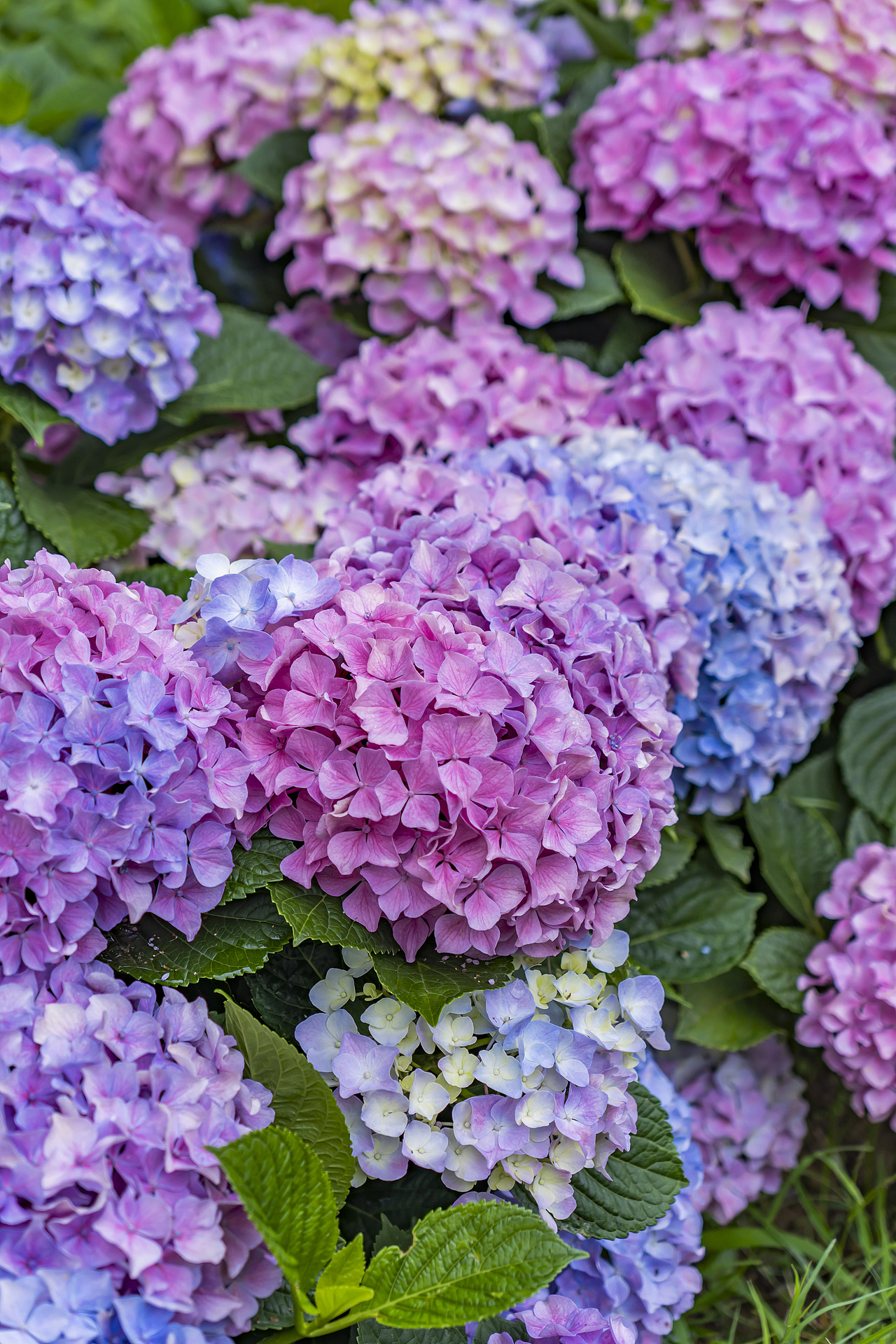 绣球花是夏天最好的文案（图ZMzkxMzkwNTky） - 风光摄影 - 站酷设计师77_摄影原创素材 - 站酷ZCOOL