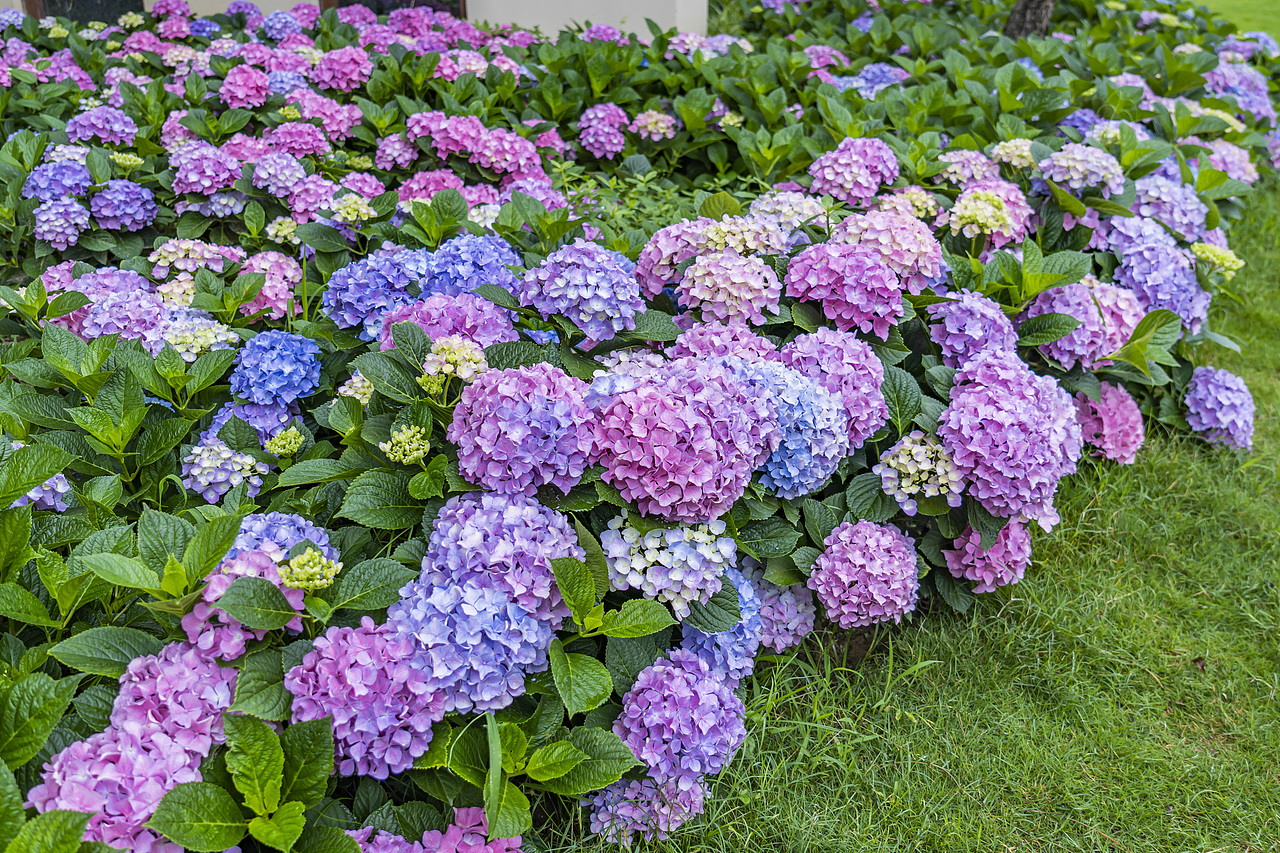 绣球花是夏天最好的文案（图ZMzkxMzkwNTg4） - 风光摄影 - 站酷设计师77_摄影原创素材 - 站酷ZCOOL