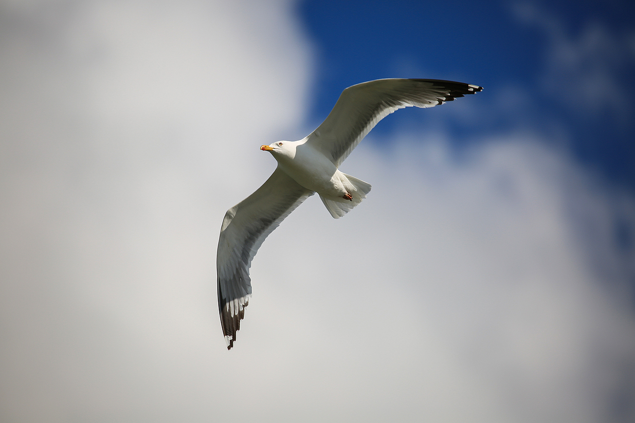 达里湖飘荡着自由
