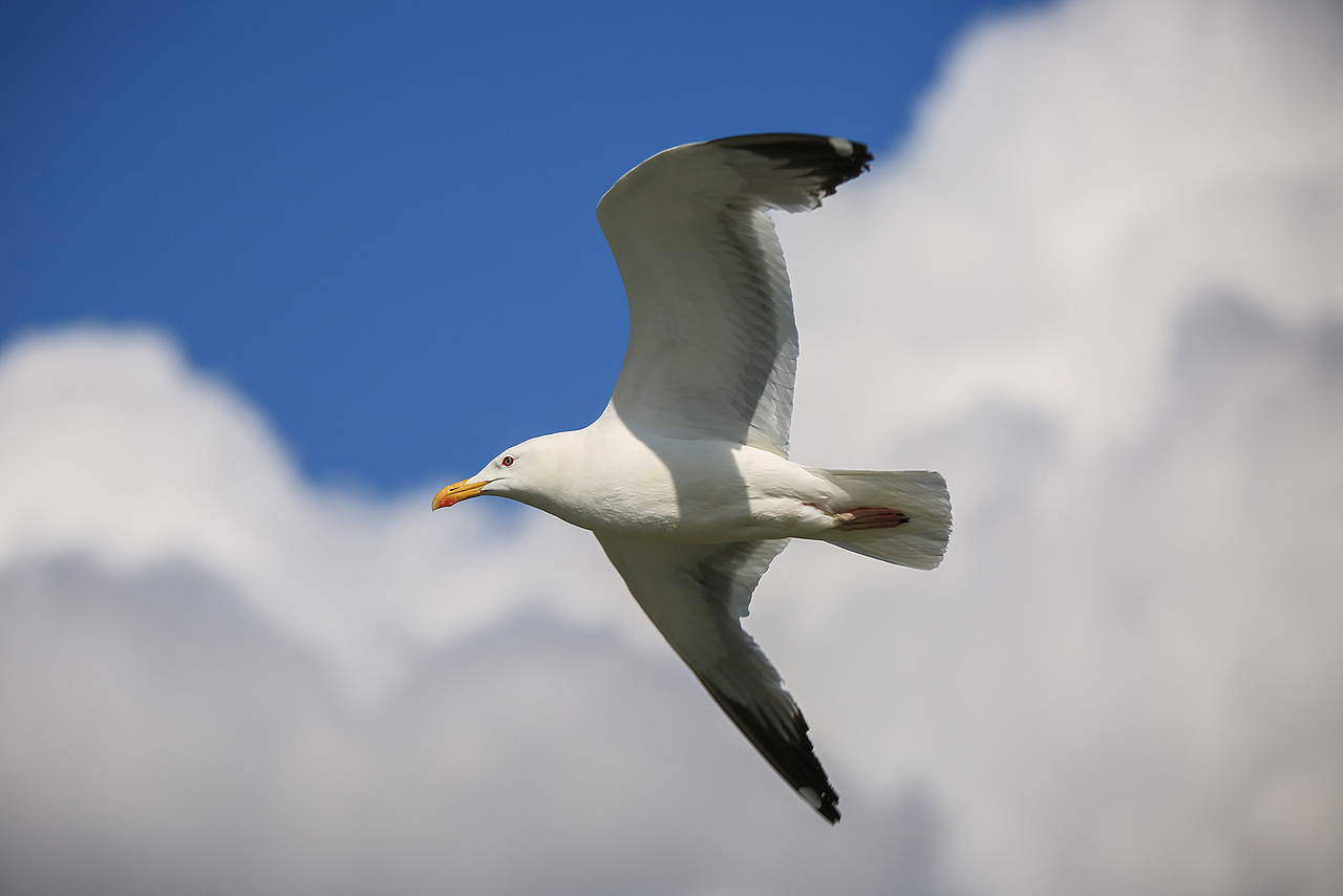达里湖飘荡着自由