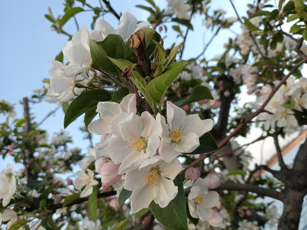 湖畔微澜赏夏花（图ZMzkxNDAwNTI4） - 风光摄影 - 站酷设计师天青石原创素材 - 站酷ZCOOL