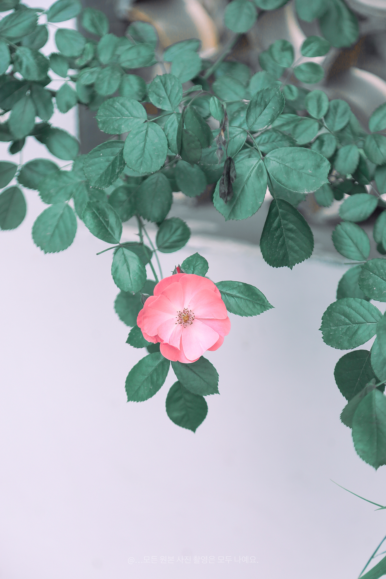 双色月季攀门楣·光影写就半阕诗 