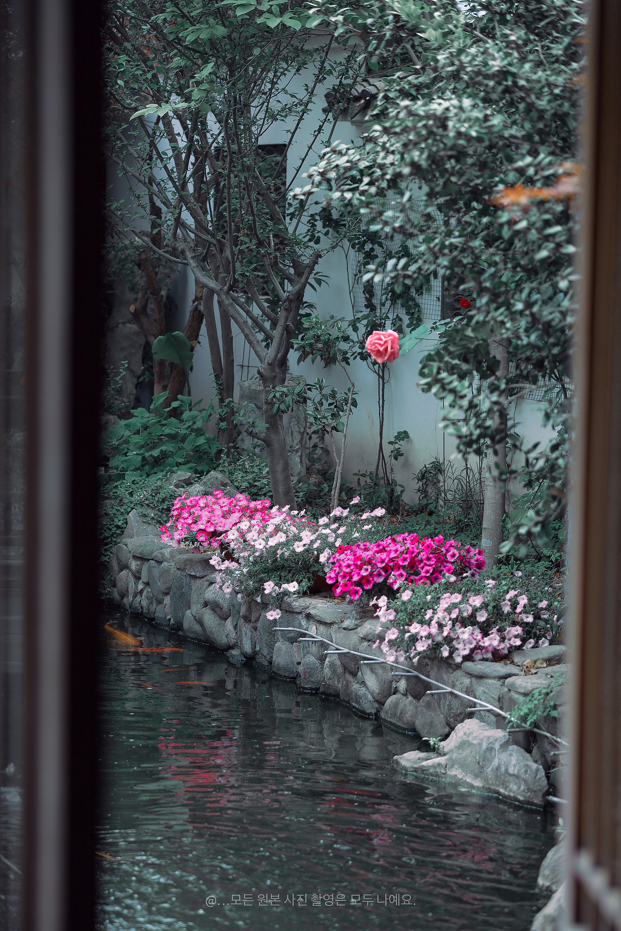 双色月季攀门楣·光影写就半阕诗 