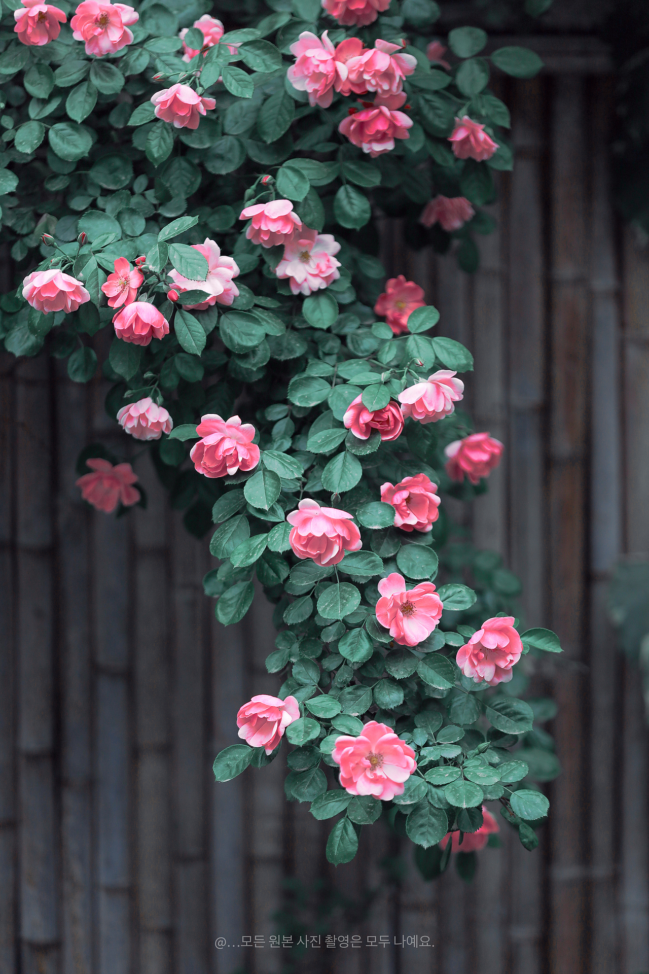 双色月季攀门楣·光影写就半阕诗 