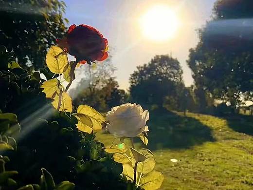 夏天该爱炽热花，夏天该喝菠萝啤