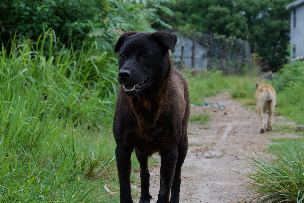 田野间（图ZMzkxNTMyOTA4） - 风光摄影 - 站酷设计师Onlybluegreen原创素材 - 站酷ZCOOL