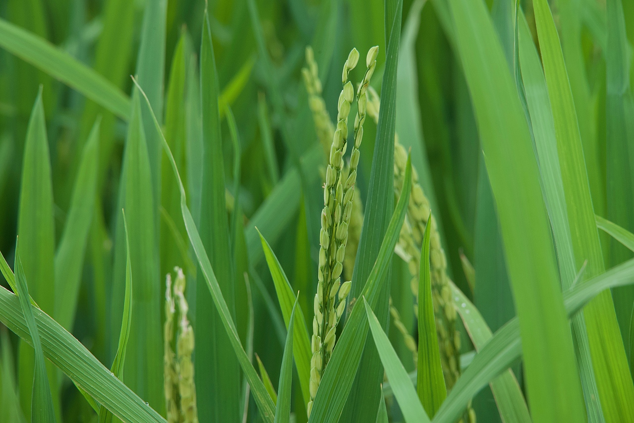 田野间（图ZMzkxNTMyOTAw） - 风光摄影 - 站酷设计师Onlybluegreen原创素材 - 站酷ZCOOL