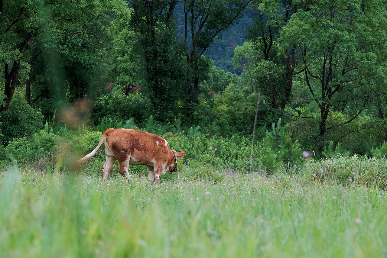 田野间（图ZMzkxNTMyOTYw） - 风光摄影 - 站酷设计师Onlybluegreen原创素材 - 站酷ZCOOL