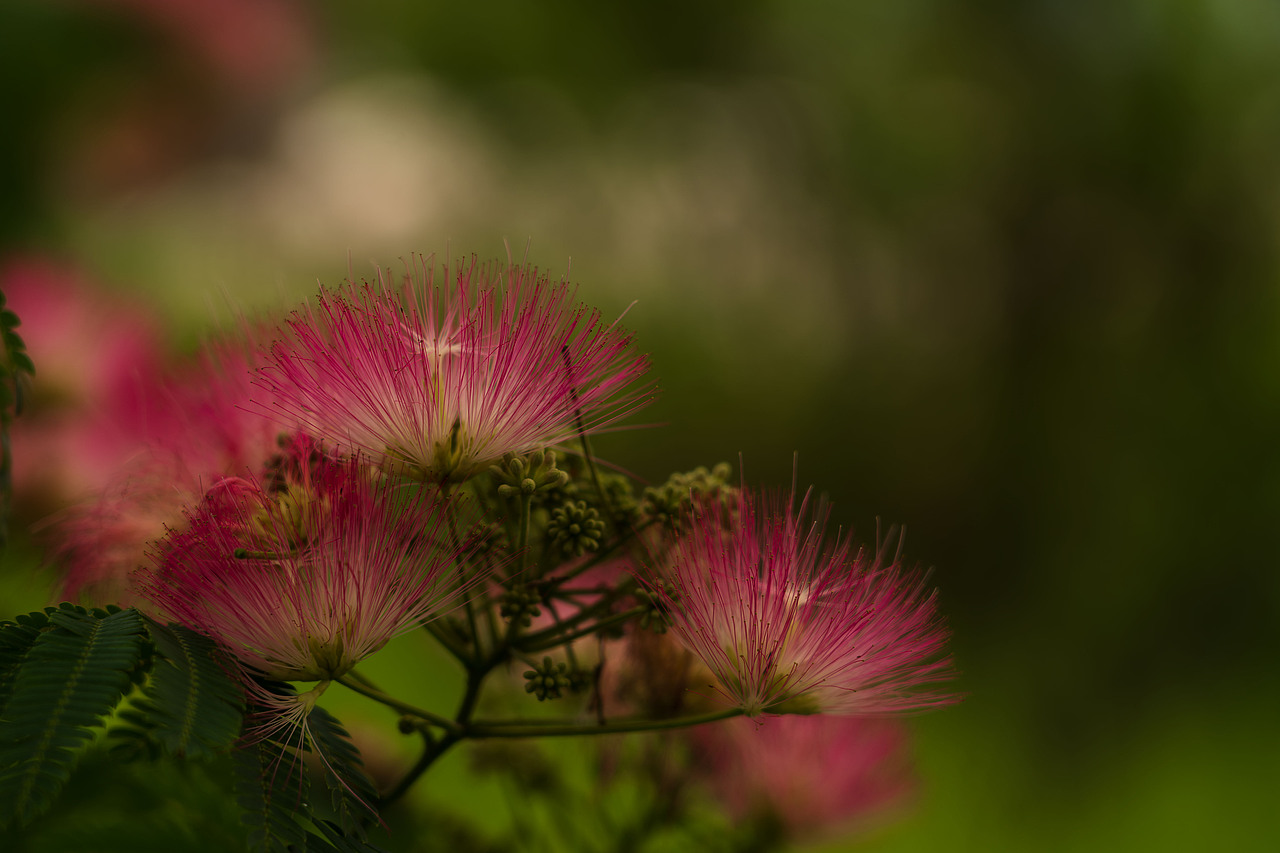 合欢花（图ZMzkxNTM4NzM2） - 风光摄影 - 站酷设计师第矾原创素材 - 站酷ZCOOL