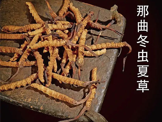 虫草详情页