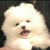 万崽小馒头的头像