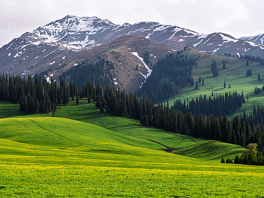 新疆伊犁那拉提空中草原初夏风光
