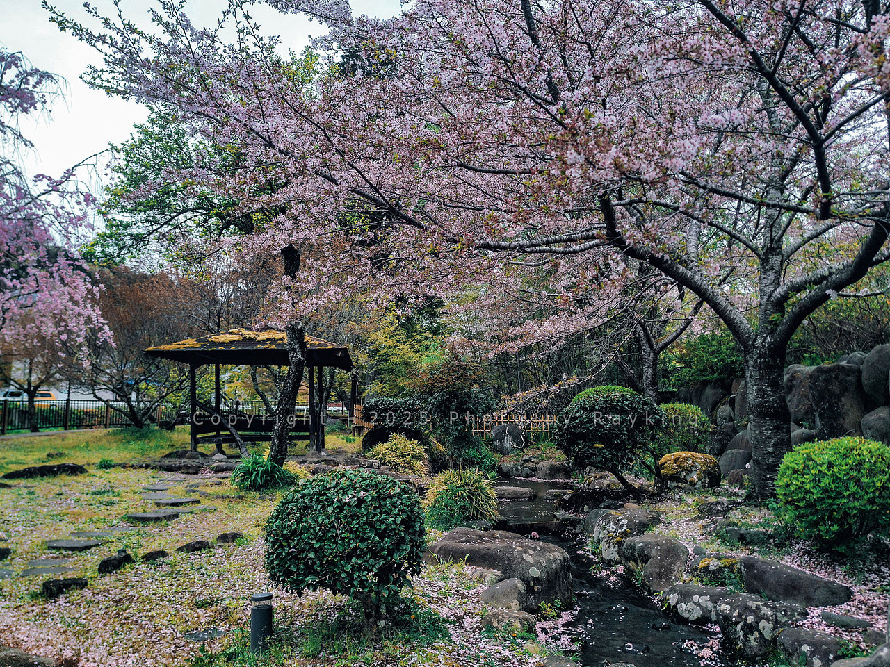 赤蛙公园，满园春色