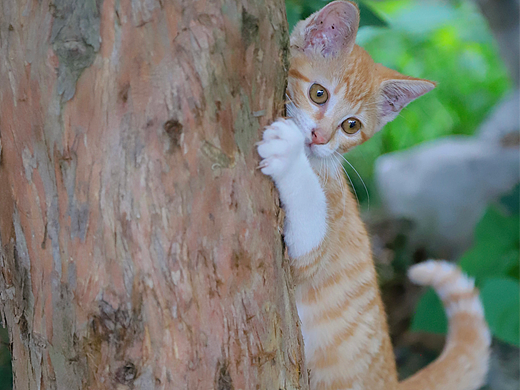 南浔遇见你-流浪小精灵