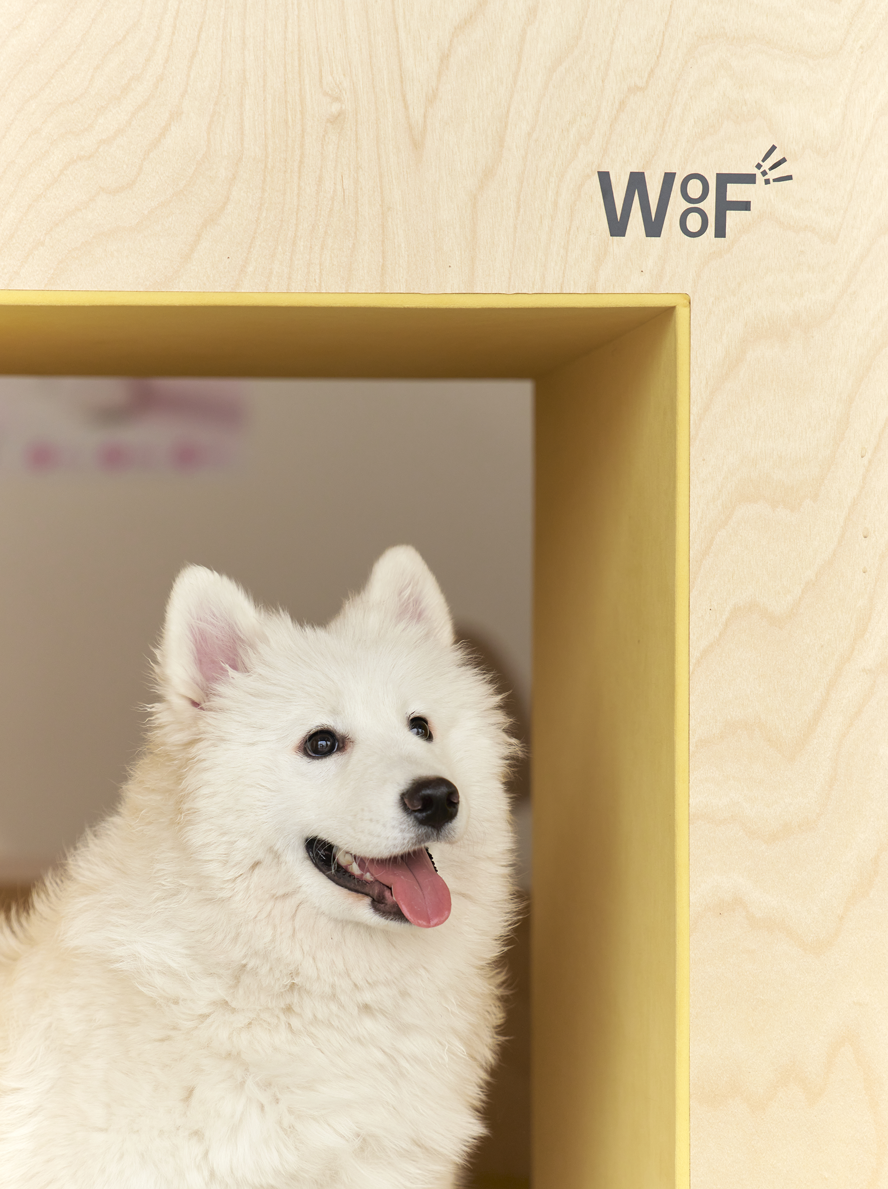 毛孩子的日常,值得被用心对待-Mamagoto宠物品牌及包装设计|365天的好设计NO.98