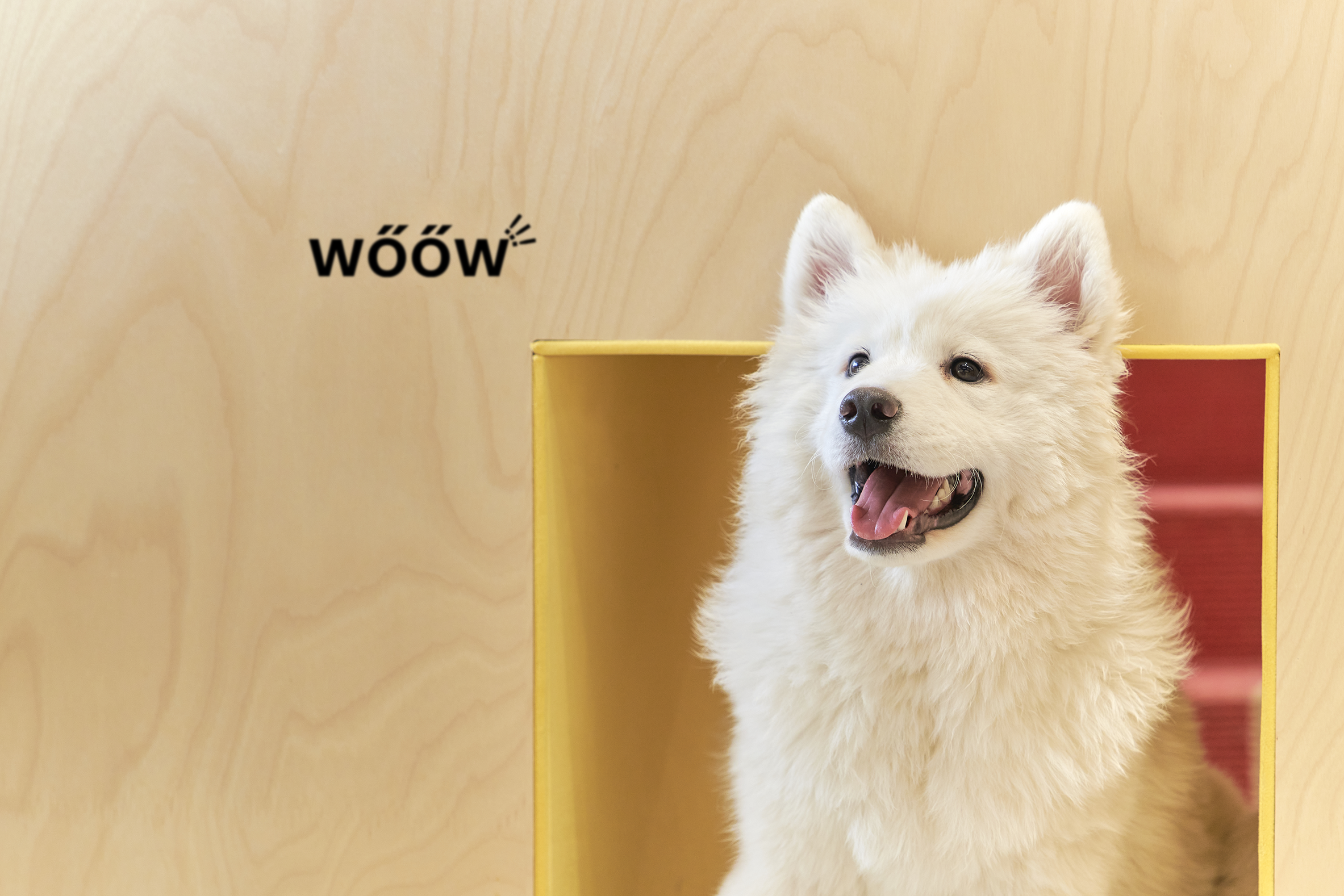 毛孩子的日常,值得被用心对待-Mamagoto宠物品牌及包装设计|365天的好设计NO.98