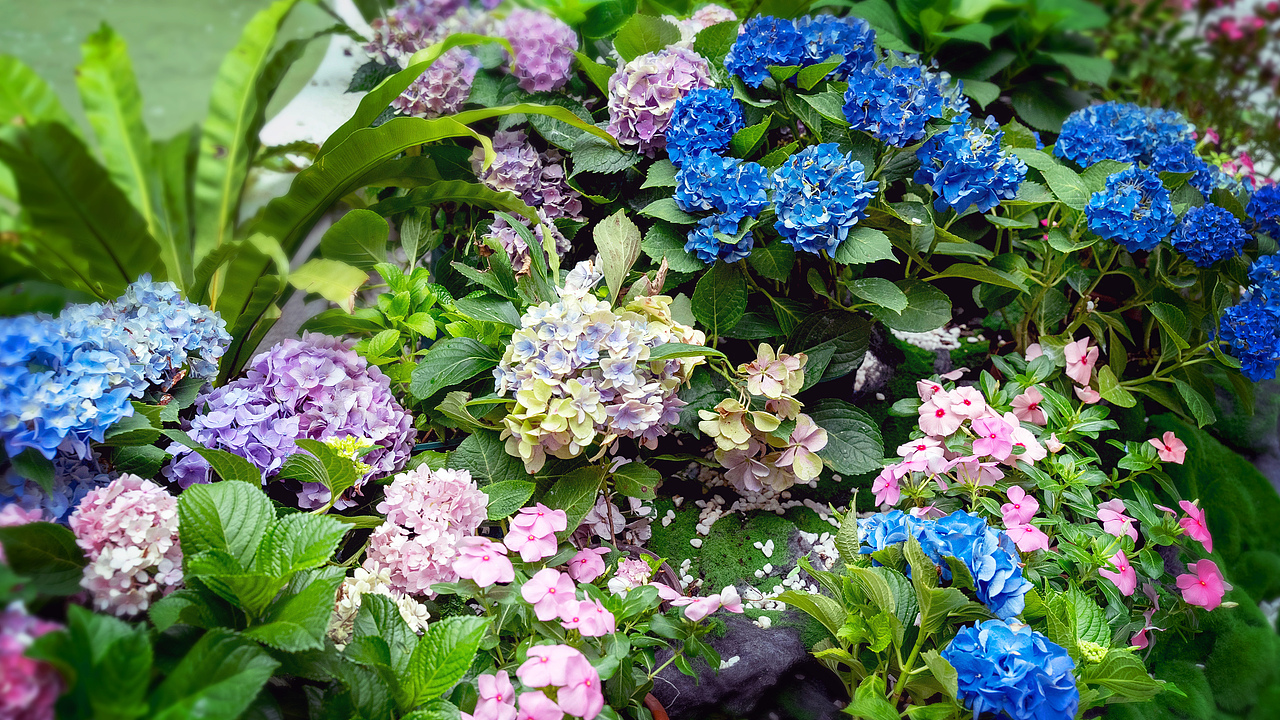 《夏·花信》（图ZMzkxODY0MjQw） - 环境/建筑摄影 - 站酷设计师花花爱画瓢原创素材 - 站酷ZCOOL