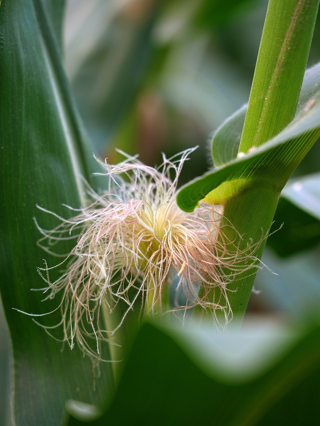 玉米吃过了,玉米花见过没有呀