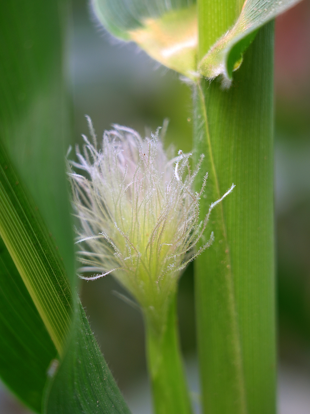 玉米吃过了,玉米花见过没有呀