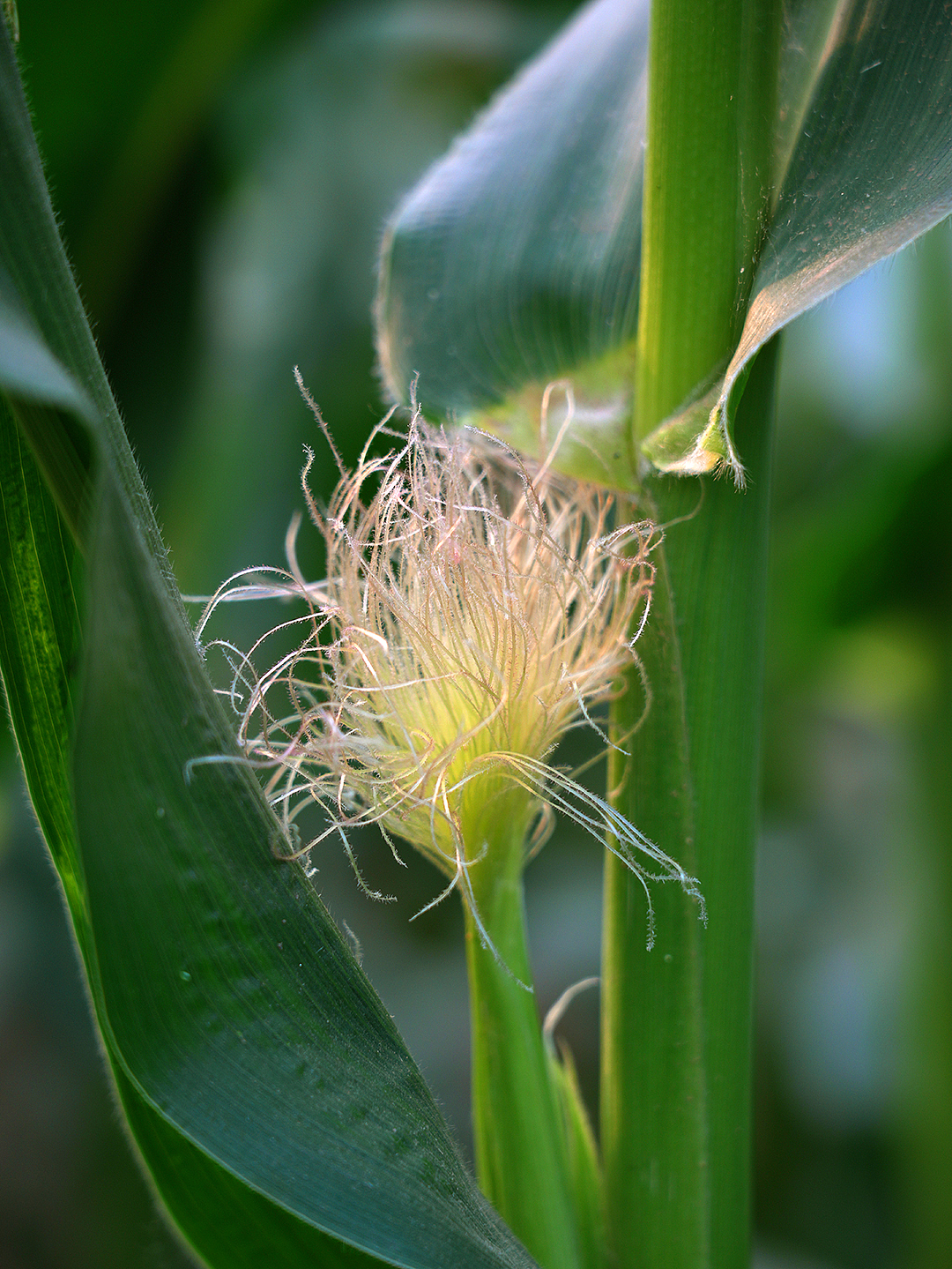 玉米吃过了,玉米花见过没有呀