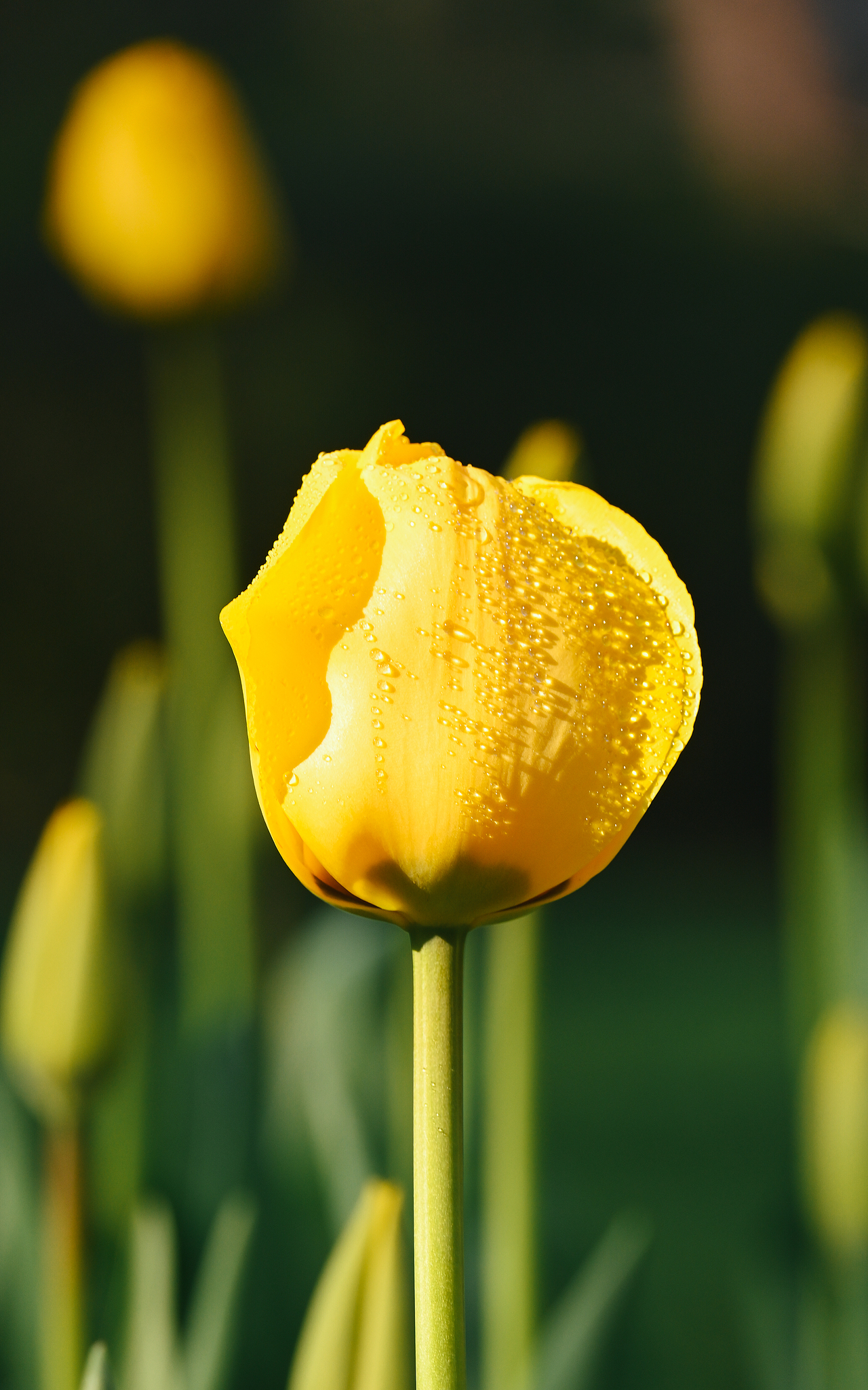 春日来信丨郁金香（图ZMzkxOTU3MTEy） - 风光摄影 - 站酷设计师xavierL原创素材 - 站酷ZCOOL