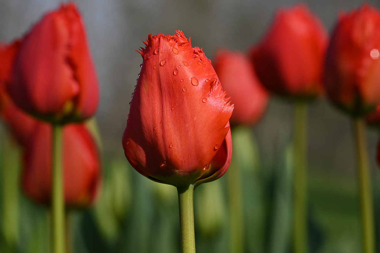 春日来信丨郁金香（图ZMzkxOTU3MTMy） - 风光摄影 - 站酷设计师xavierL原创素材 - 站酷ZCOOL