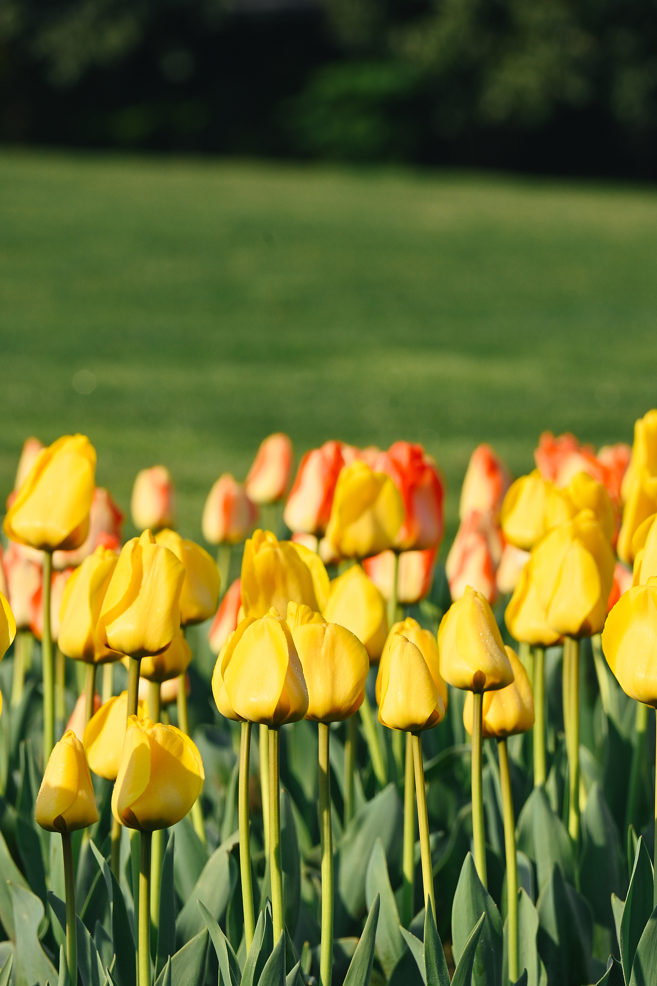 春日来信丨郁金香（图ZMzkxOTU3MTQ4） - 风光摄影 - 站酷设计师xavierL原创素材 - 站酷ZCOOL