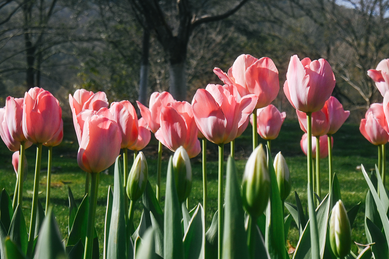 春日来信丨郁金香（图ZMzkxOTU3MTA0） - 风光摄影 - 站酷设计师xavierL原创素材 - 站酷ZCOOL