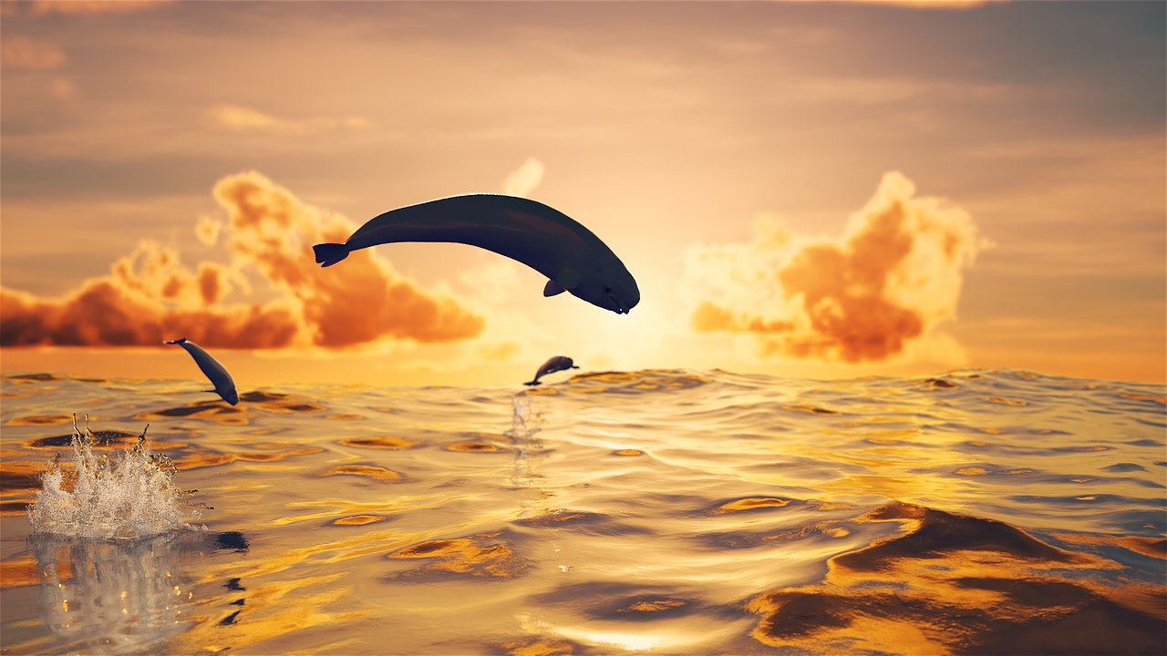 小梅沙海洋世界系列宣传视频片头