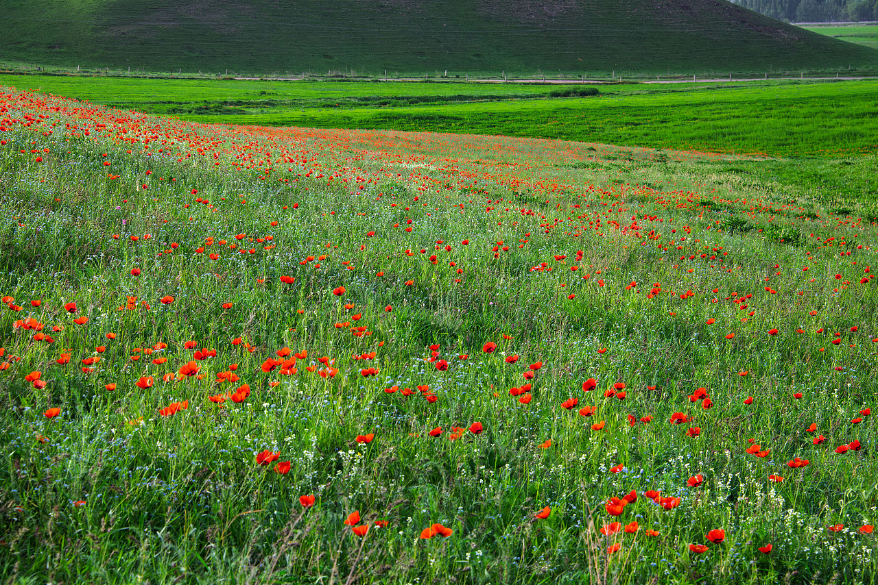 新疆伊犁初夏风光