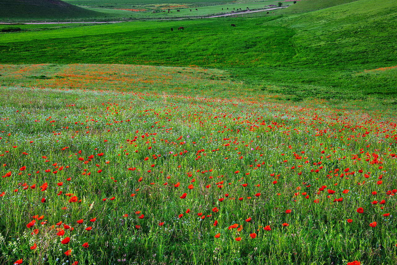 新疆伊犁初夏风光