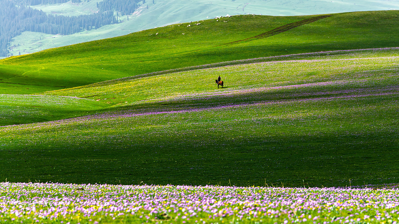 新疆伊犁喀拉峻草原初夏风光