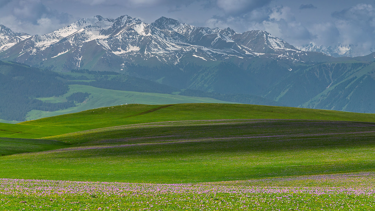 新疆伊犁喀拉峻草原初夏风光