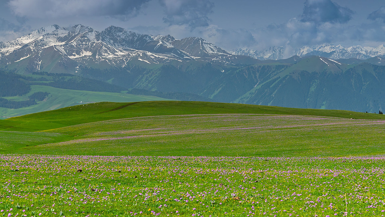 新疆伊犁喀拉峻草原初夏风光