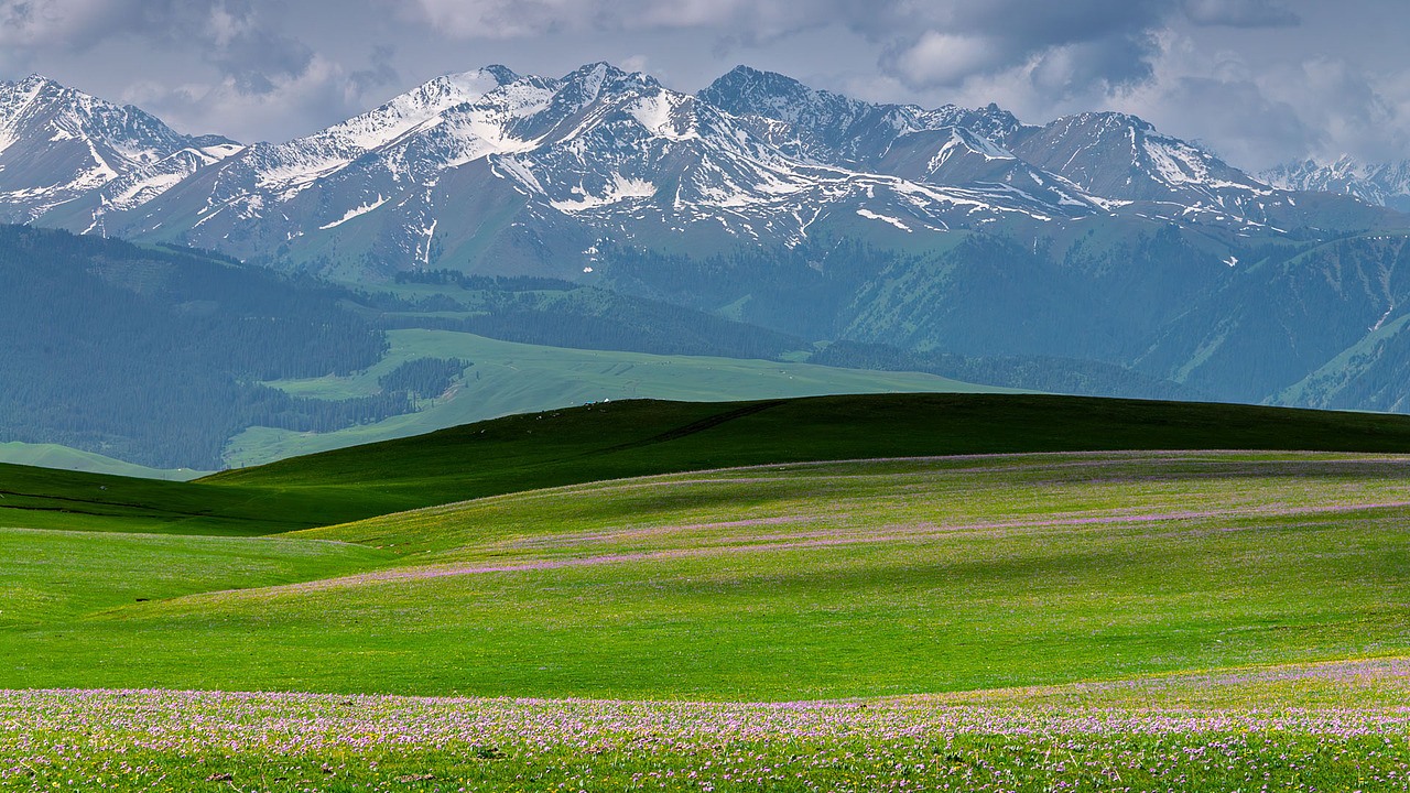 新疆伊犁喀拉峻草原初夏风光