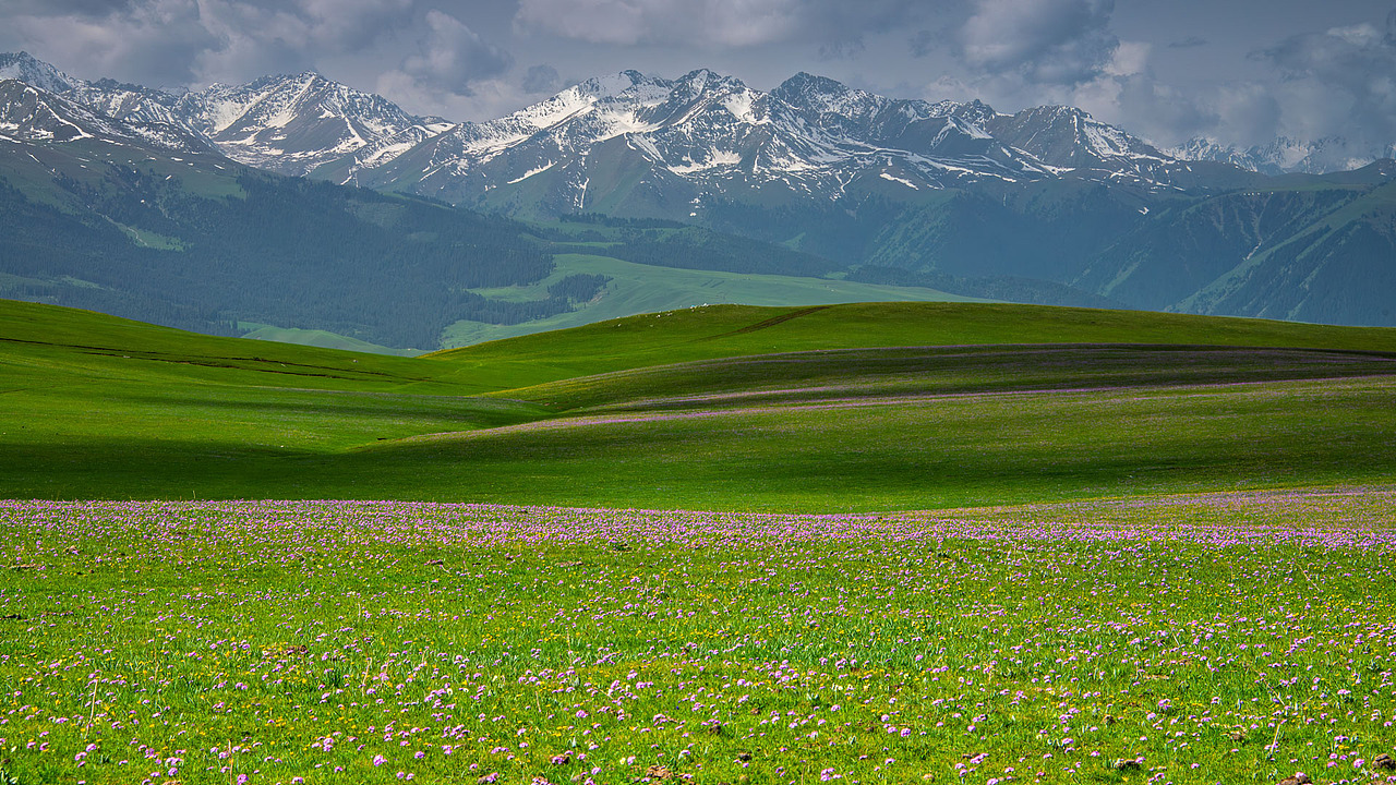 新疆伊犁喀拉峻草原初夏风光