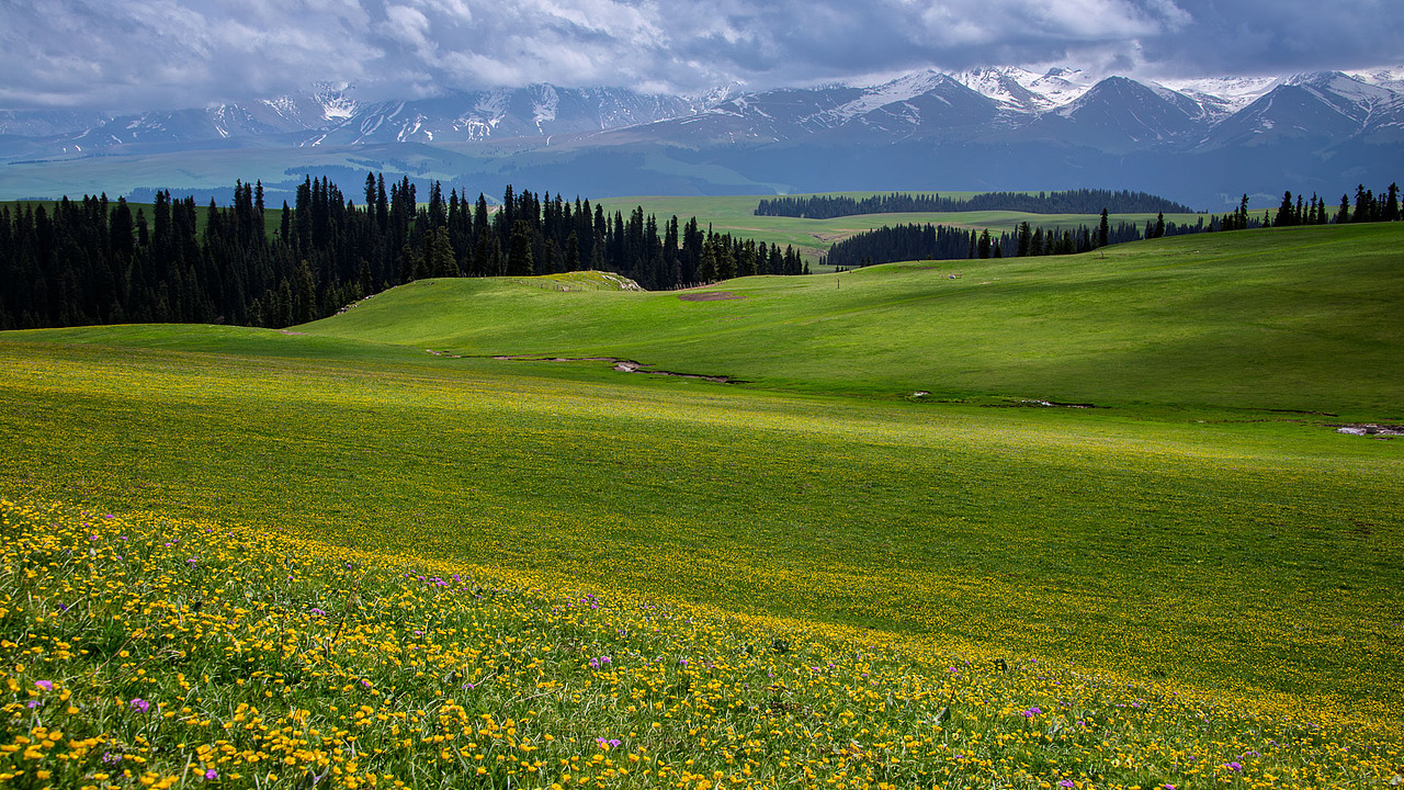 新疆伊犁喀拉峻草原初夏风光