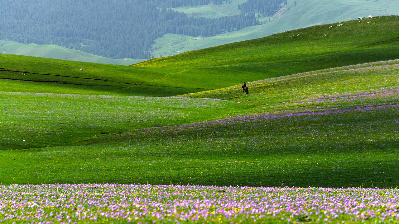 新疆伊犁喀拉峻草原初夏风光