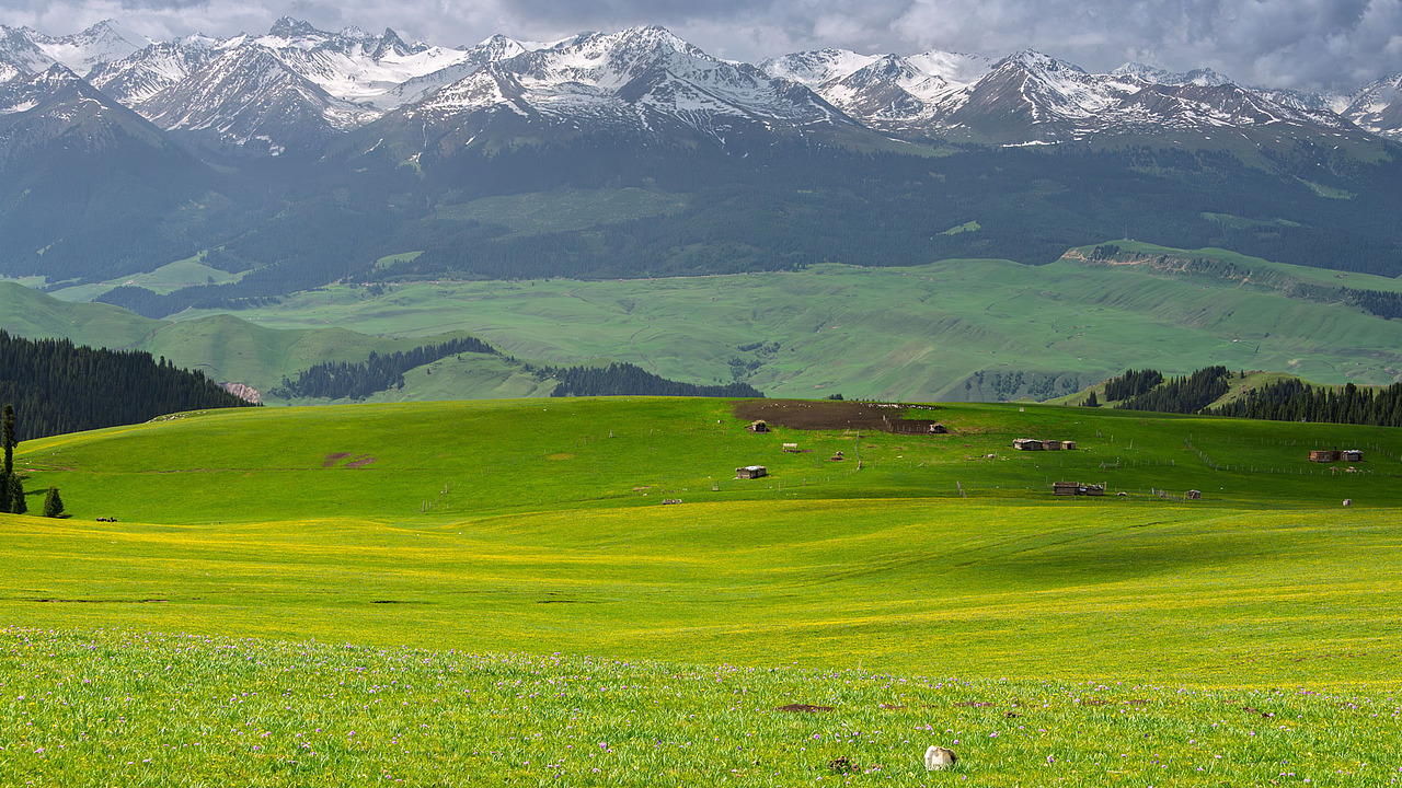 新疆伊犁喀拉峻草原初夏风光